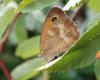 Pyronia tithonus